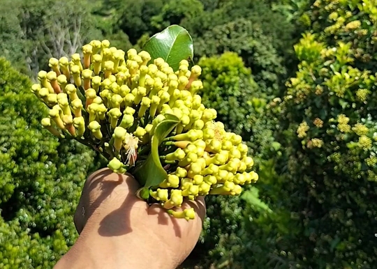 Rayyanagri exporter