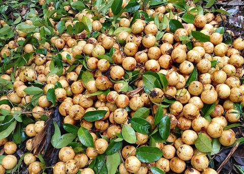Rayyanagri exporter