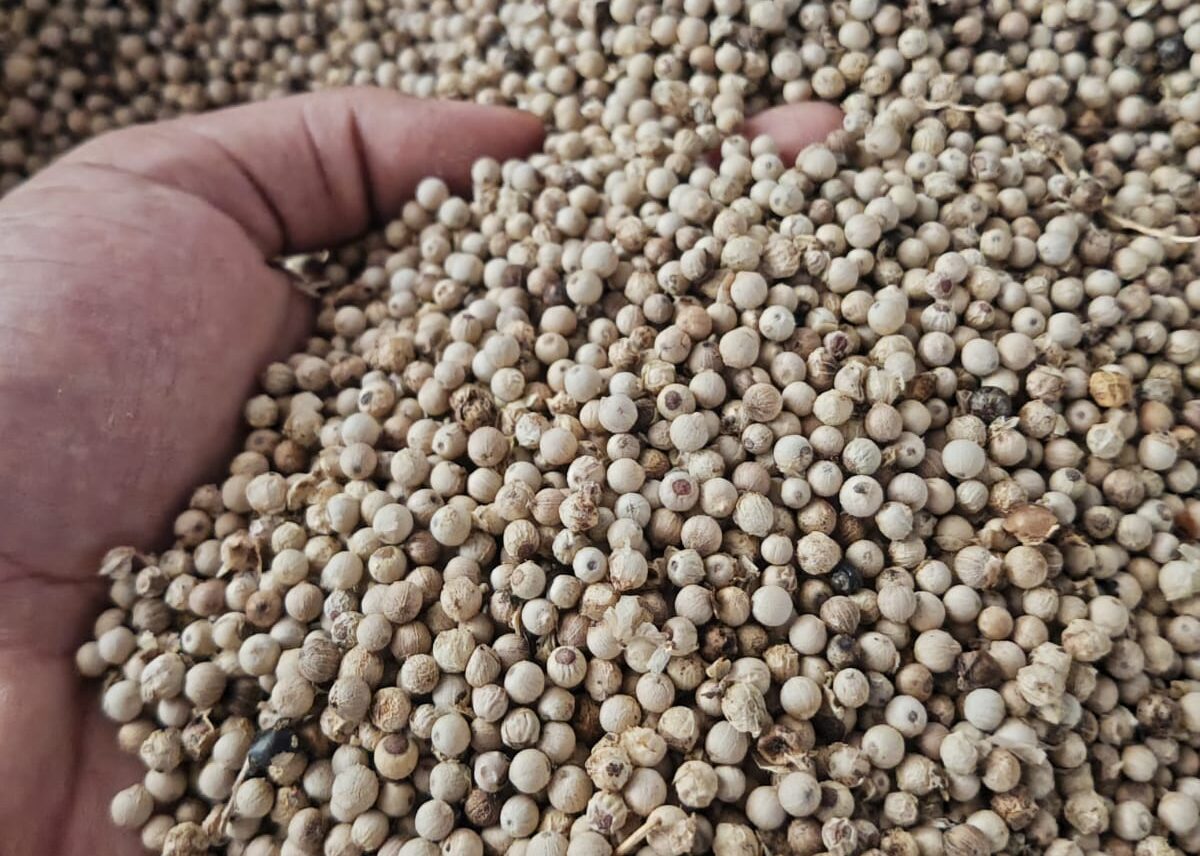 Rayyanagri exporter