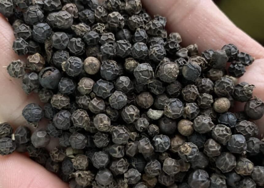 Rayyanagri exporter